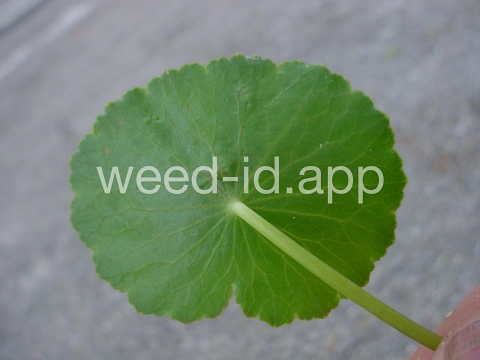 pennywort, whorled